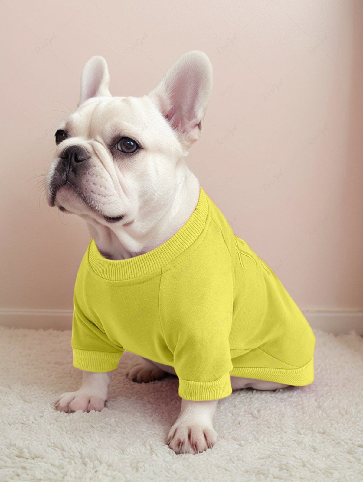 Sweat-shirt brodé en jacquard avec lettres de couleur unie, tenues assorties pour chien et propriétaire