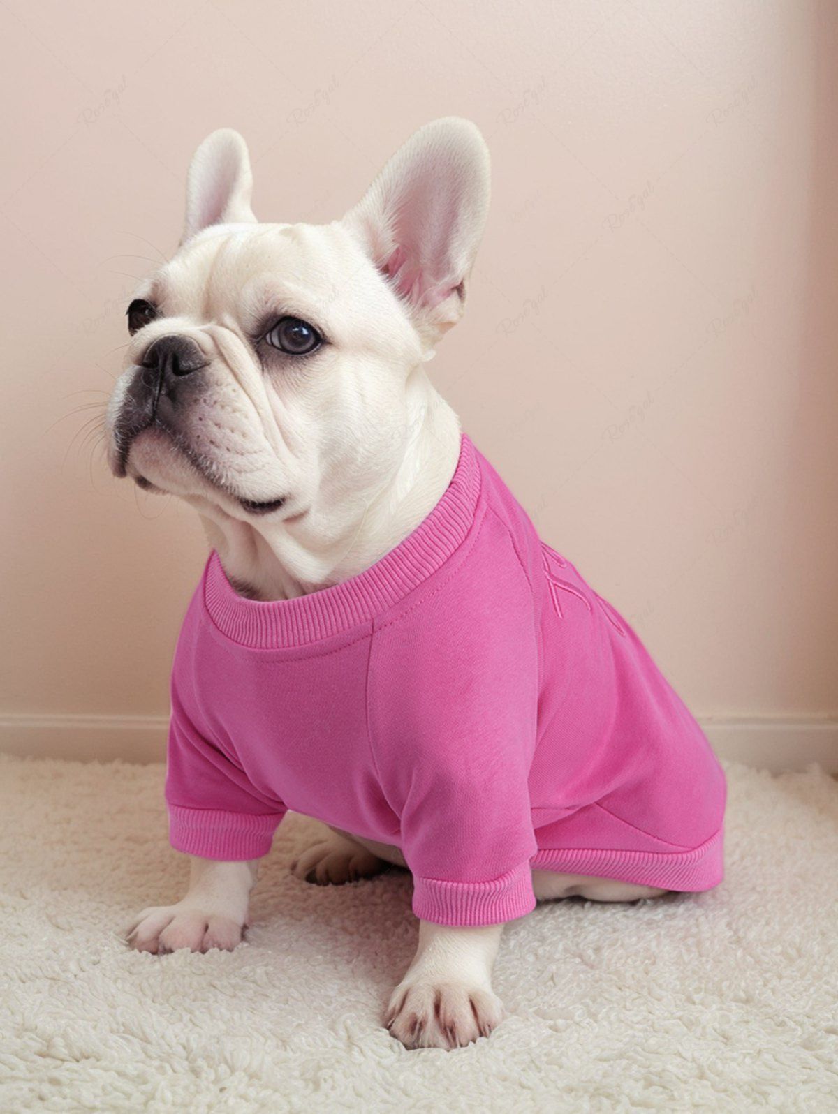 Sweat-shirt brodé en jacquard avec lettres de couleur unie, tenues assorties pour chien et propriétaire